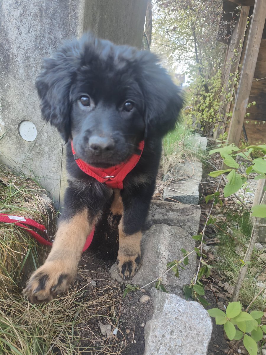 Jule2013 🐕🐈🇺🇦🇮🇱 tweet media