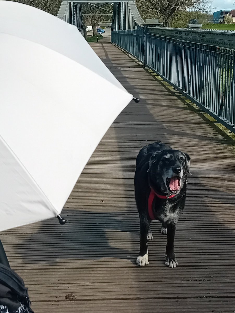 HRoyleSolicitor's tweet image. "It's boring when we have to go slow. The baby sleeping is no excuse...." #dogs