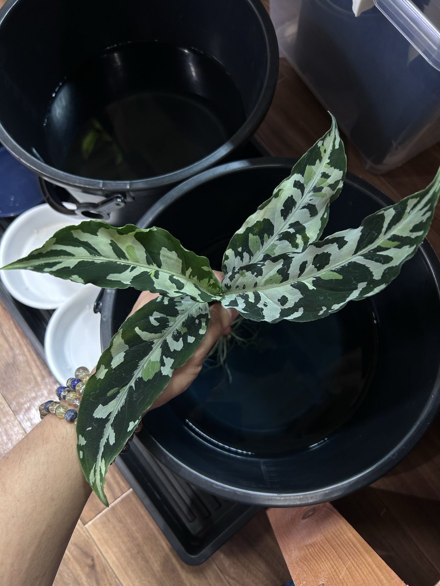 なにわのオネマー tweet media