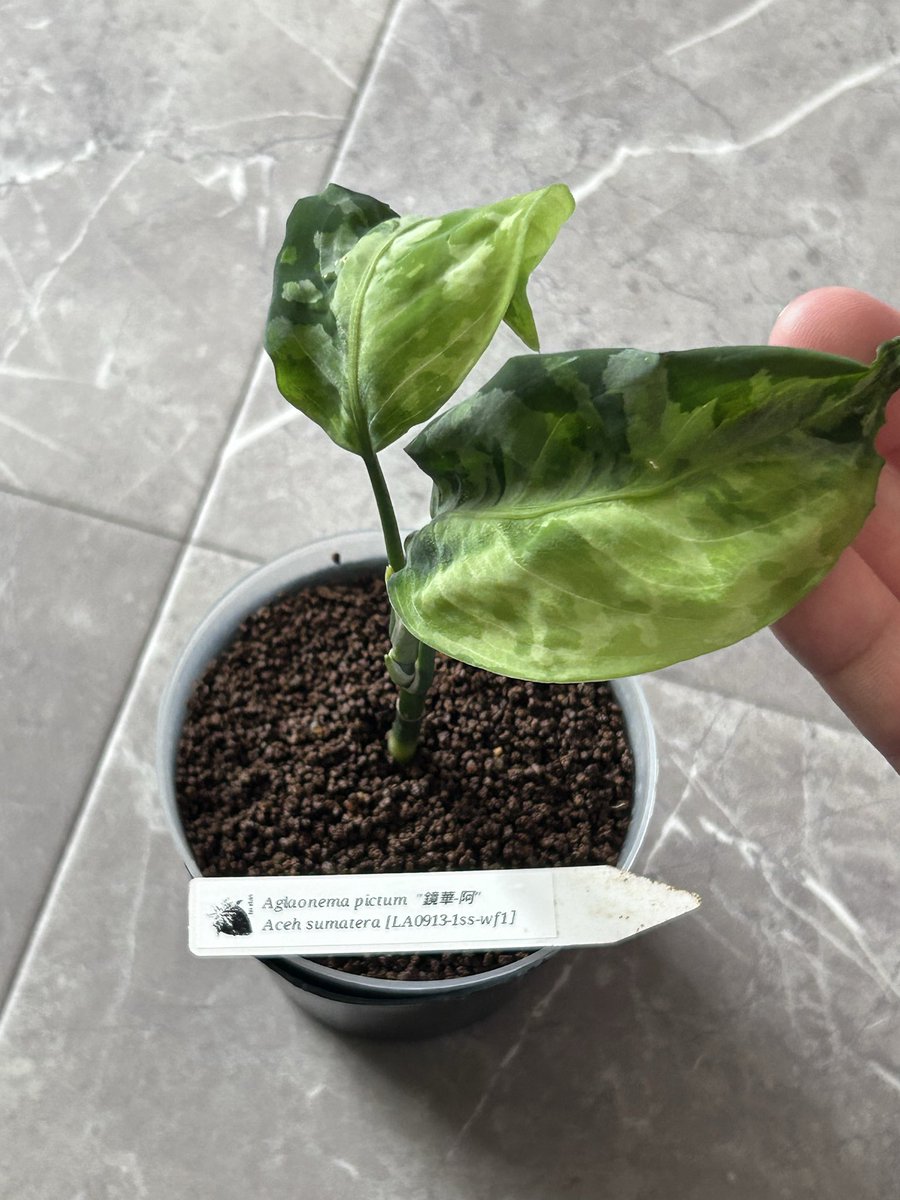 なにわのオネマー tweet media