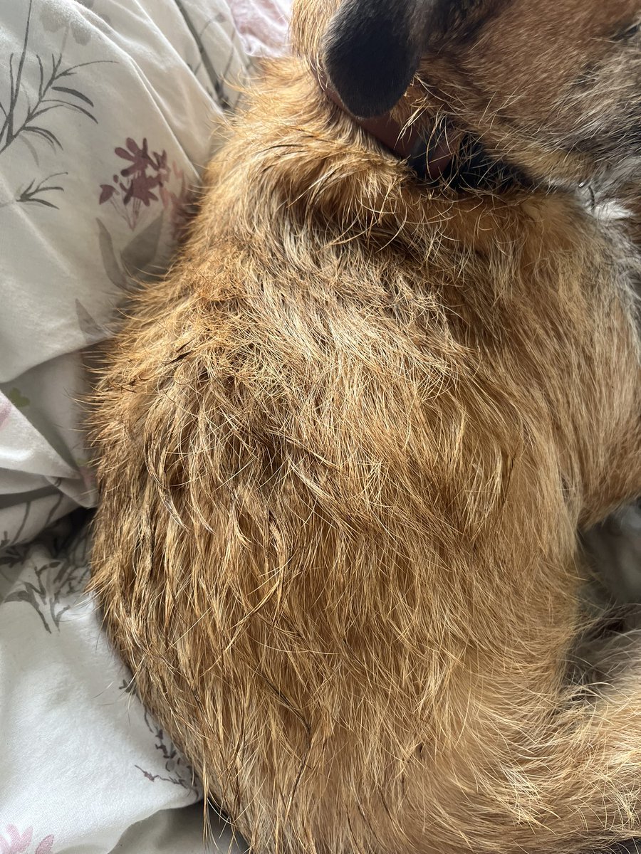 Bracken_the_BT's tweet photo. An pals #btposse, after 30mins back at home M noticed sumthin that had gone unspotted when we got in 🦊💩. At least I got to keep da luffly smell fur 30mins …. #baff https://t.co/2qzRUbL7o2