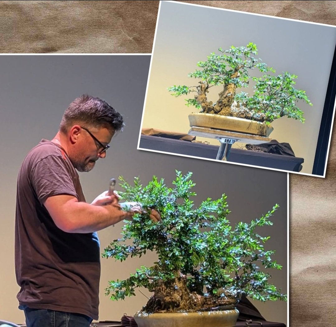 fredagonneau's tweet photo. It was an honor to participate in the 2026 national congress of the French Bonsai Federation to co-lead a demonstration on a collected buxus yamadory https://t.co/zQ97nKdO31