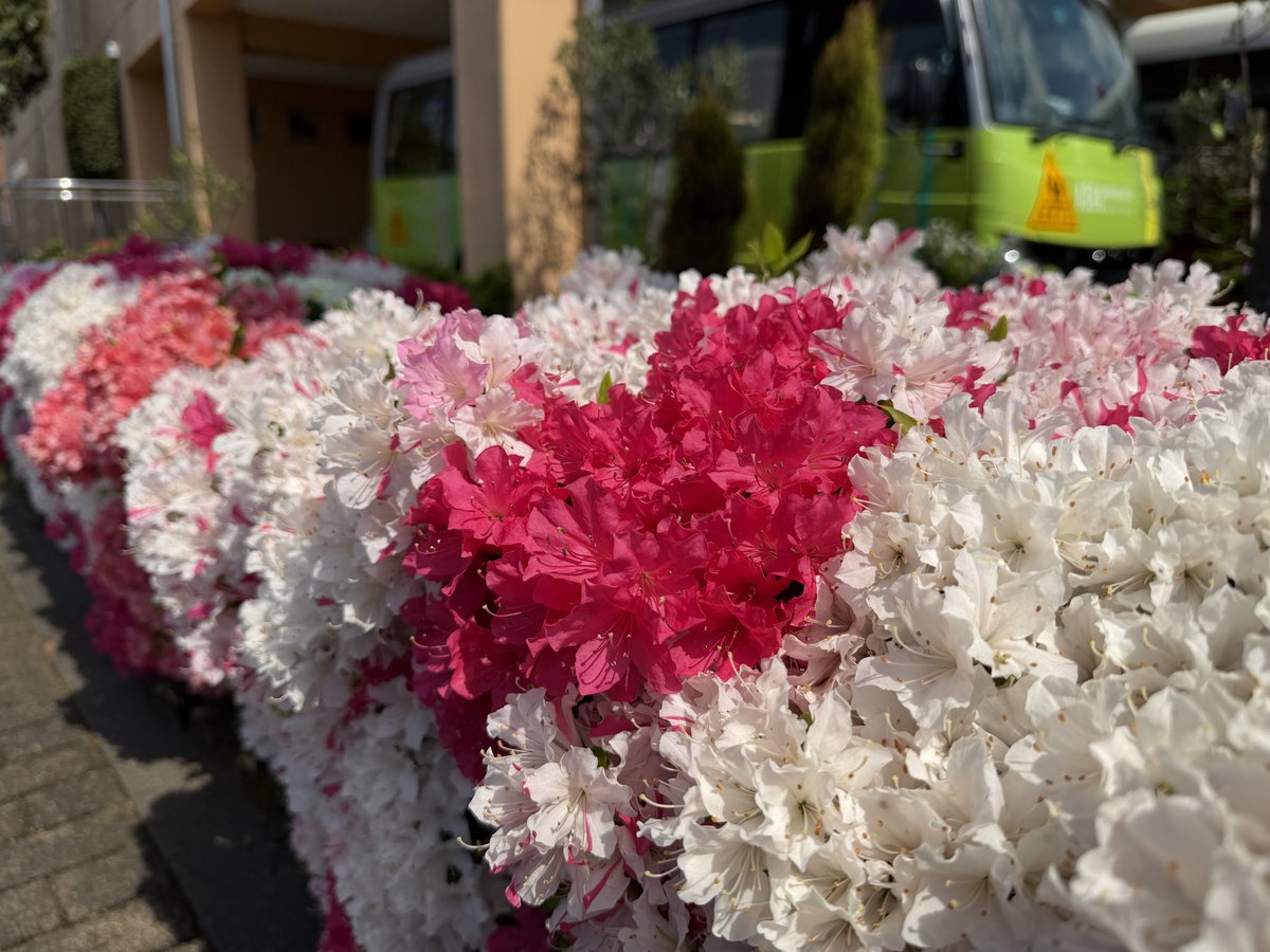 aobayouchien_'s tweet photo. ピロティのツツジが、今年もきれいに咲きました🌸
色とりどりのお花に囲まれて、子ども達も嬉しそうに眺めています☺️✨
春の自然を感じながら、今日も元気いっぱい過ごしています🌿

#青葉幼稚園 #認定こども園 #園庭 #ツツジ #春の風景 #季節　 #子ども #幼稚園生活 #稲城市　#矢野口　#東京都　#よみうりランド