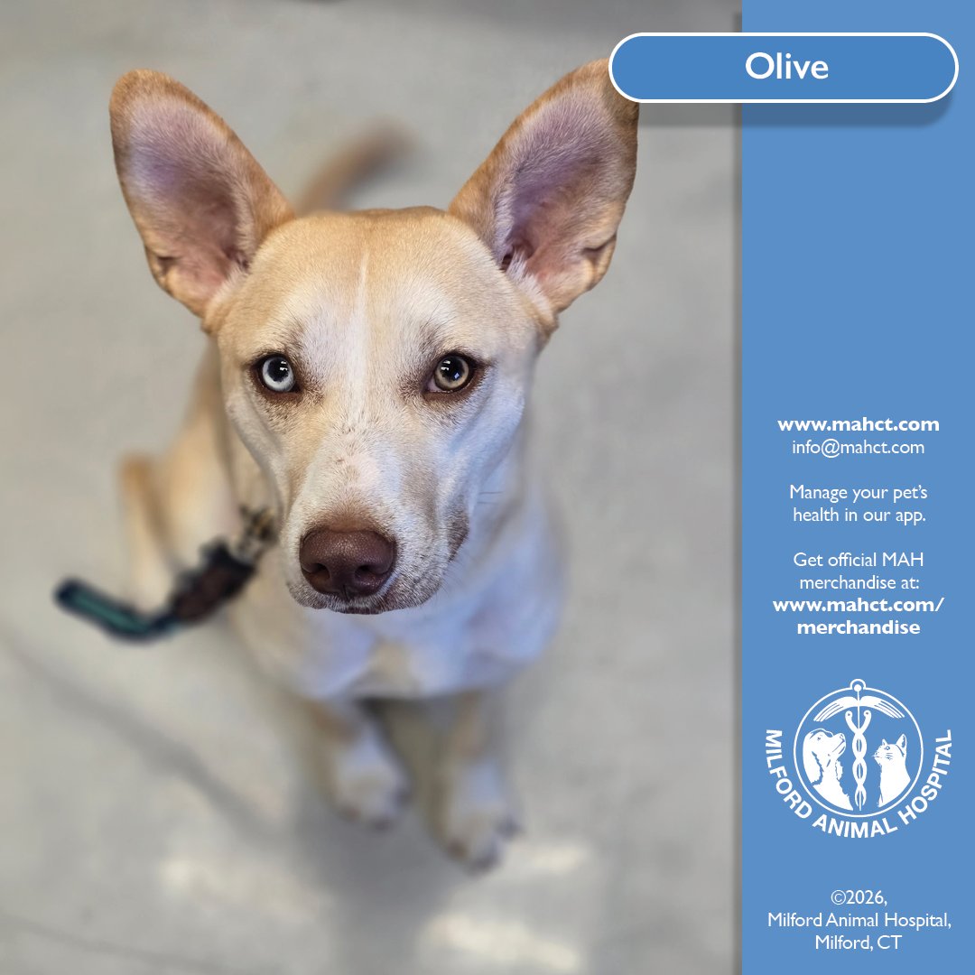 We are starting the week off on the right paw with Olive. This sweet pup was in for a recent visit and brought the perfect mix of cute, charm, and just a little bit of mischief. Honestly, if every Monday started with a face like this, we would all be a little more excited.
