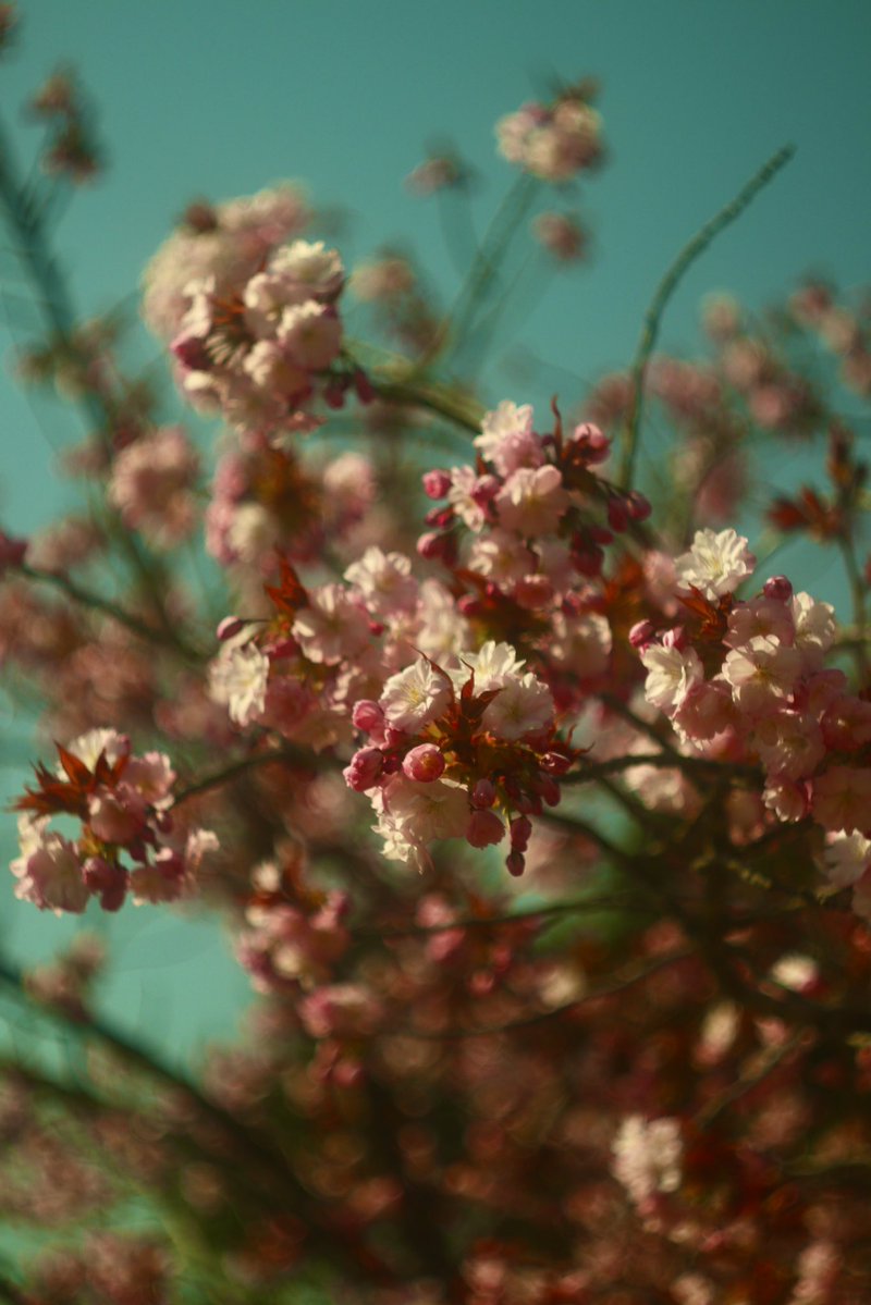 Dobisuke ᯅ tweet media