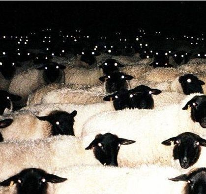 EP_Sheepie's tweet image. LIVE IN 15! WE LOVE THE OCCULT IN HERE! YouTube: buff.ly/pbpGiYl / Twitch: buff.ly/OX7heOg #vtuber #epsheepie #mystery #detective #seanceofblakemanor #spooky #spoopy #pointandclick #puzzlegame