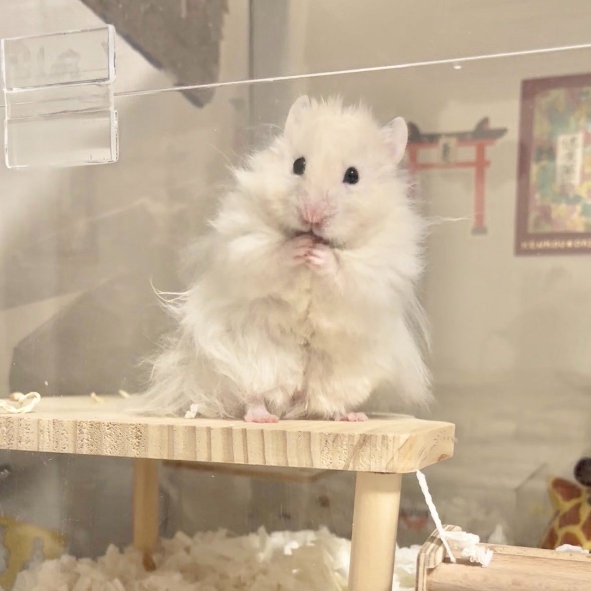 柔らかな体毛で覆われたいのちたち tweet media