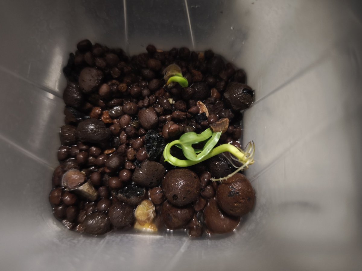 ぬーた@アマガミ撮りたい！ tweet media