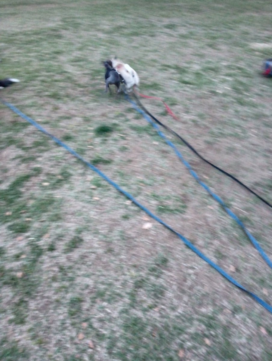 プシュッ、父ちゃんが婆ちゃんの病院行ってたから来るの遅れた。。。けどたくさん遊べた♥

#パグ