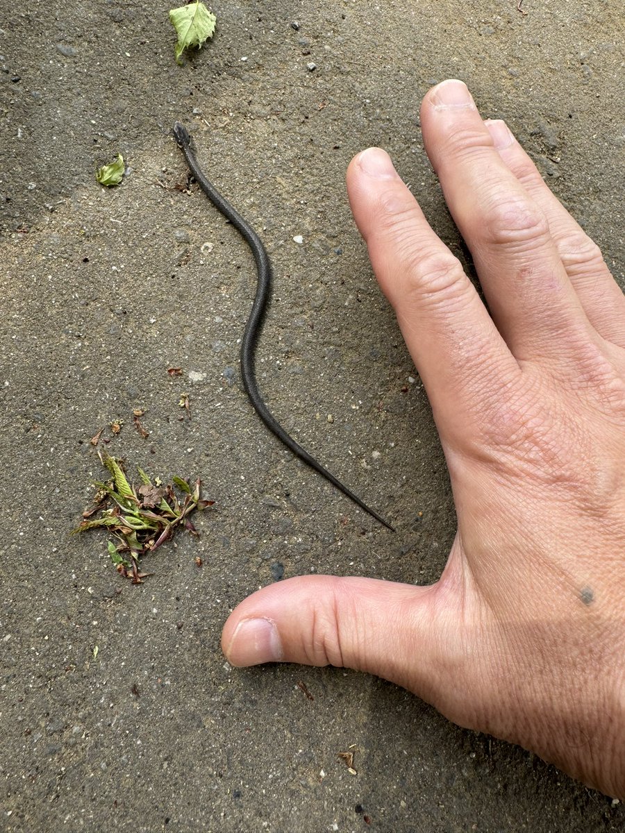 守谷総鎮守八坂神社 tweet media