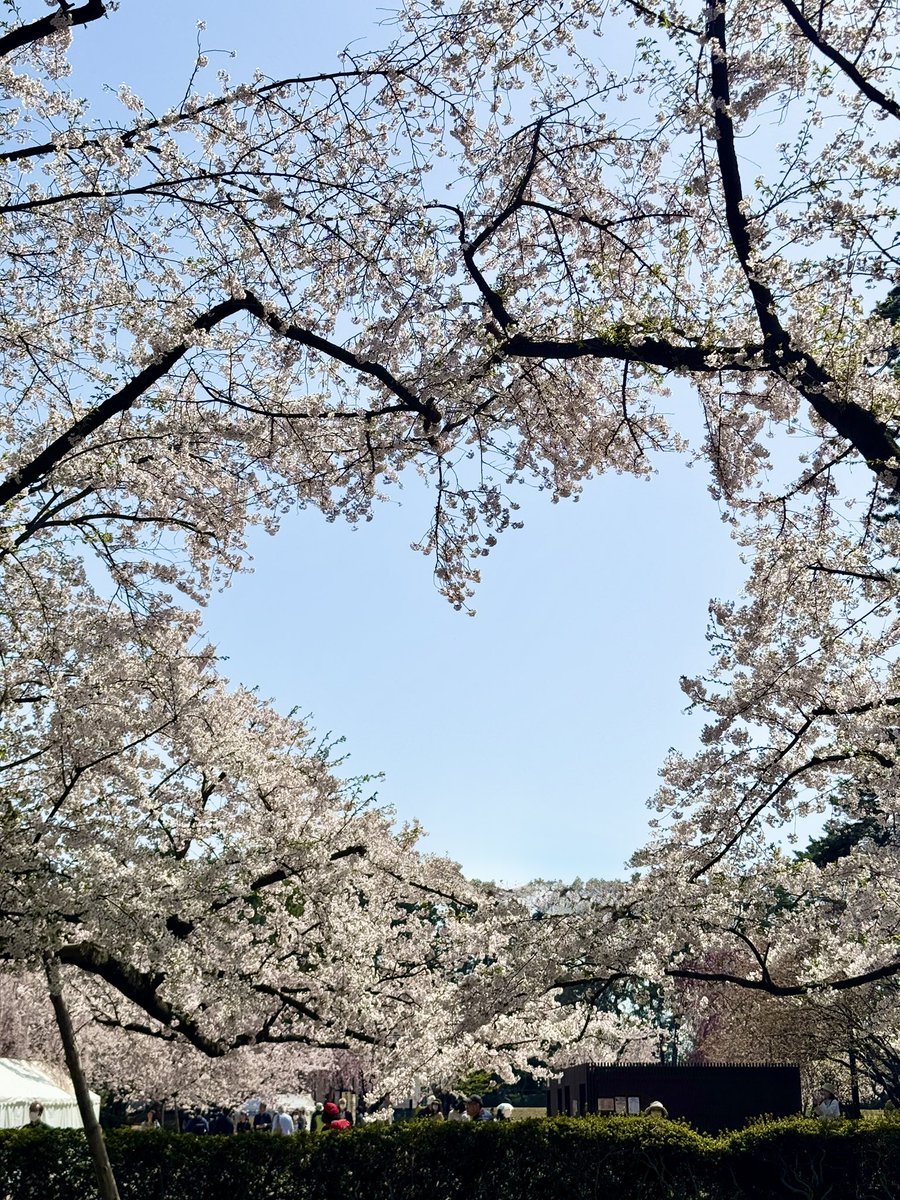 chiaki0290's tweet photo. 桜満開の弘前城公園にやっと来ることができました🌸

岩木山もくっきり見えて
花筏も見られて感無量✨🌸

#弘前城公園   #桜 https://t.co/ytQB1FLF5z