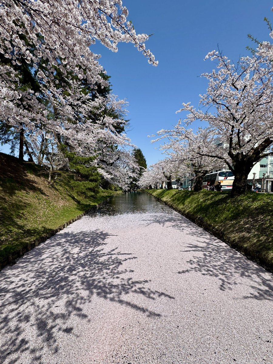 chiaki0290's tweet photo. 桜満開の弘前城公園にやっと来ることができました🌸

岩木山もくっきり見えて
花筏も見られて感無量✨🌸

#弘前城公園   #桜 https://t.co/ytQB1FLF5z