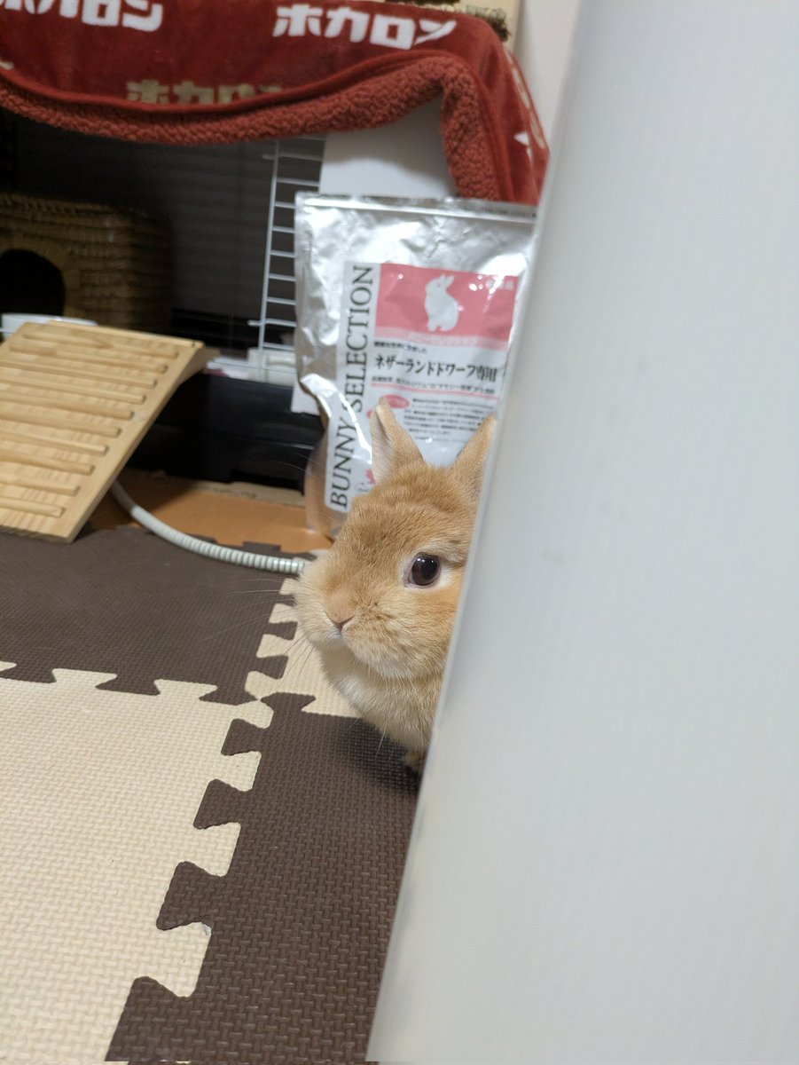 おにんにん tweet media