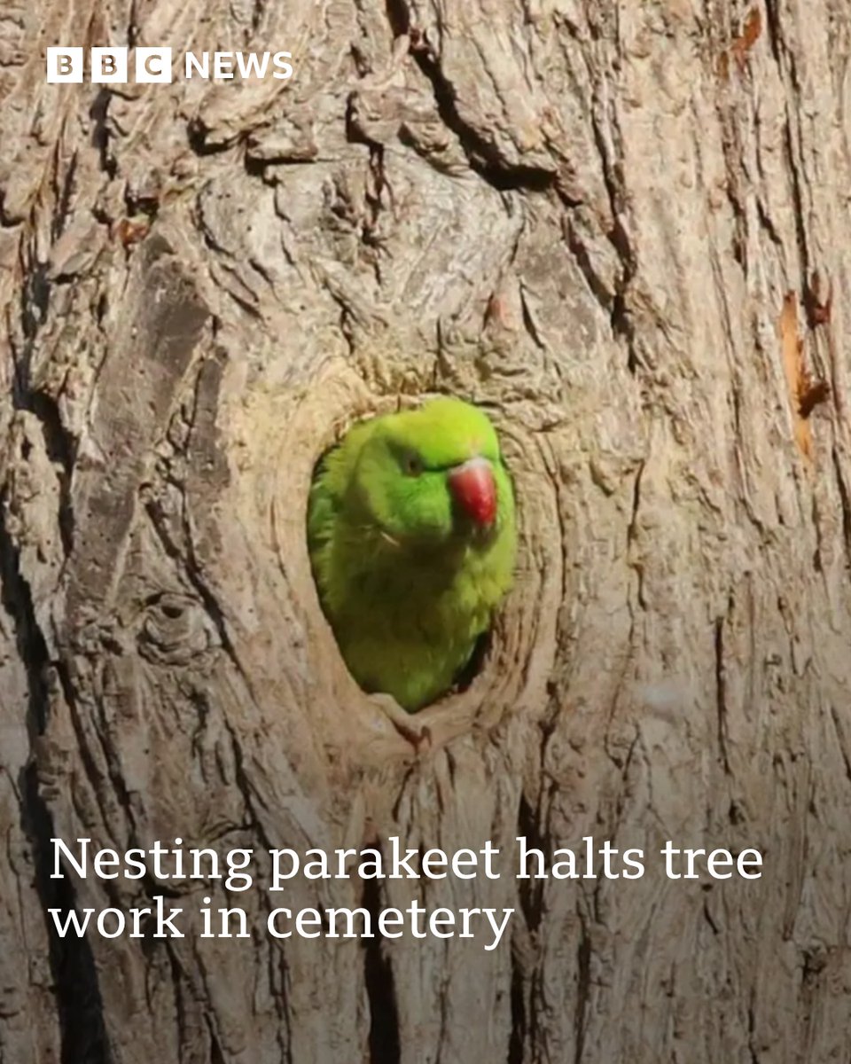 BBC Suffolk tweet media