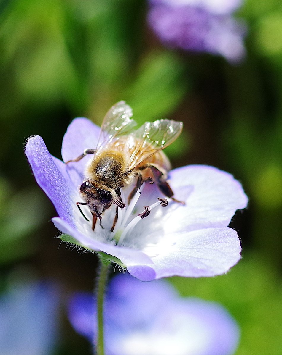 ほしかす tweet media