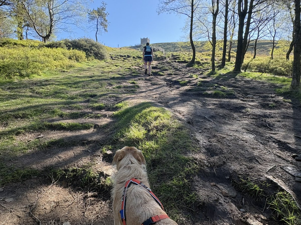 mileswithshell's tweet image. Glorious start to the week with a run up our favourite little hill #ukrunchat