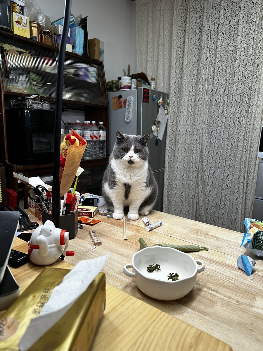CatchC2026's tweet photo. 猫咪年底7岁了🐈 https://t.co/jMGIa61LWg