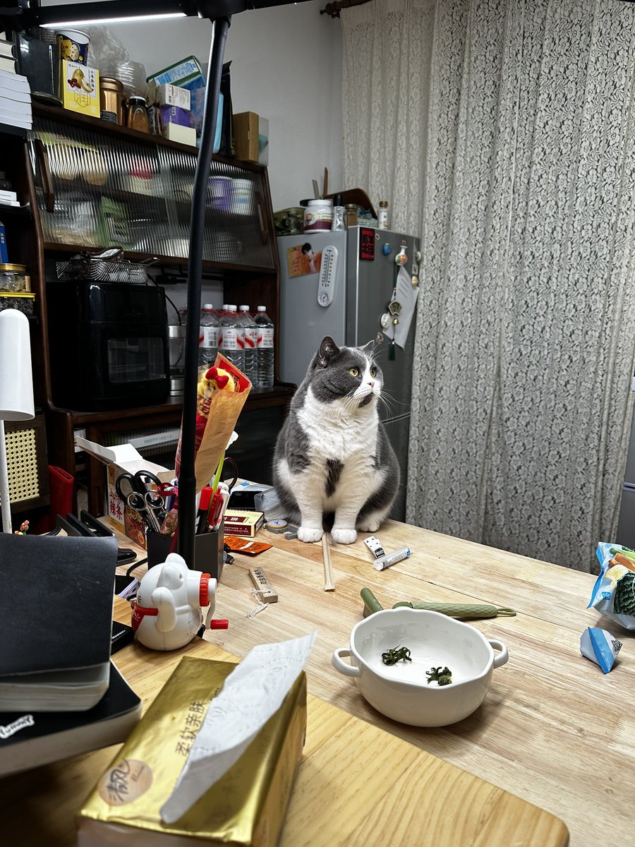 CatchC2026's tweet photo. 猫咪年底7岁了🐈 https://t.co/jMGIa61LWg