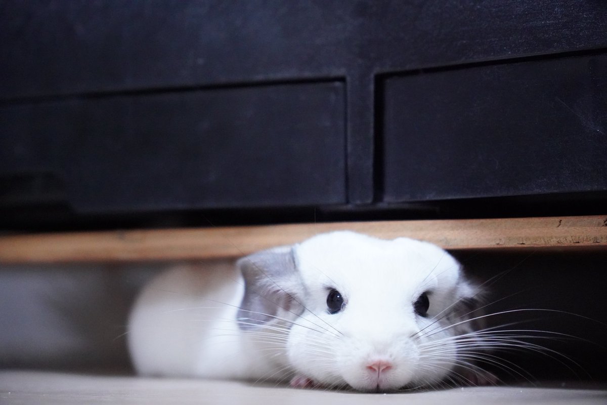 福🐭おこ顔チンチラ tweet media