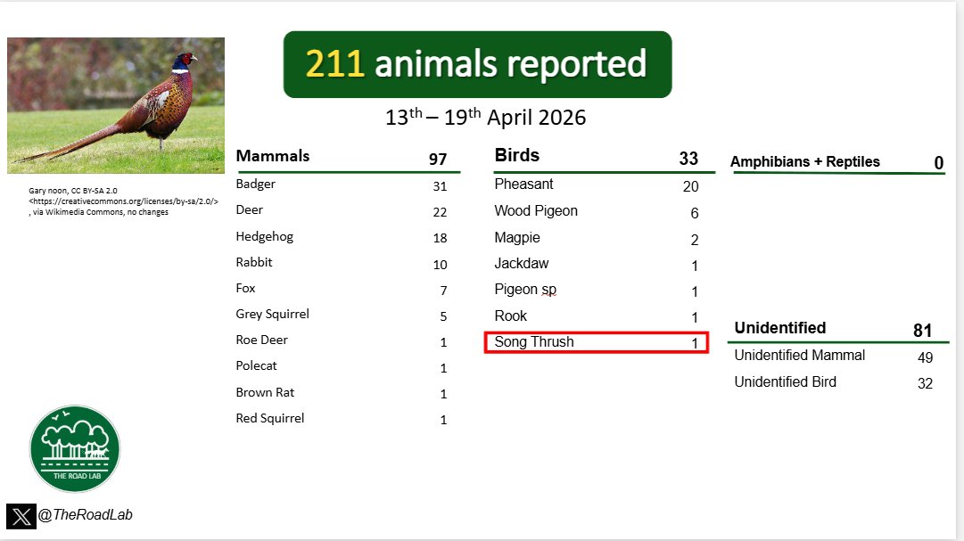 TheRoadLab's tweet image. The weekly #roadkillreport is out! We received 211 reports last week. Unidentified mammals were the most reported this week, with the most common identified reports being hedgehogs and badgers. We received 1 unusual report of a song thrush.

 #roadkill #citsci #ukecology