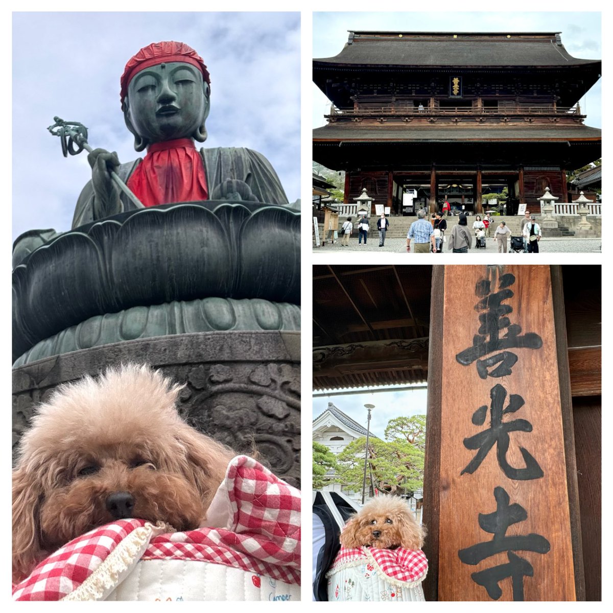 ちかりんご tweet media