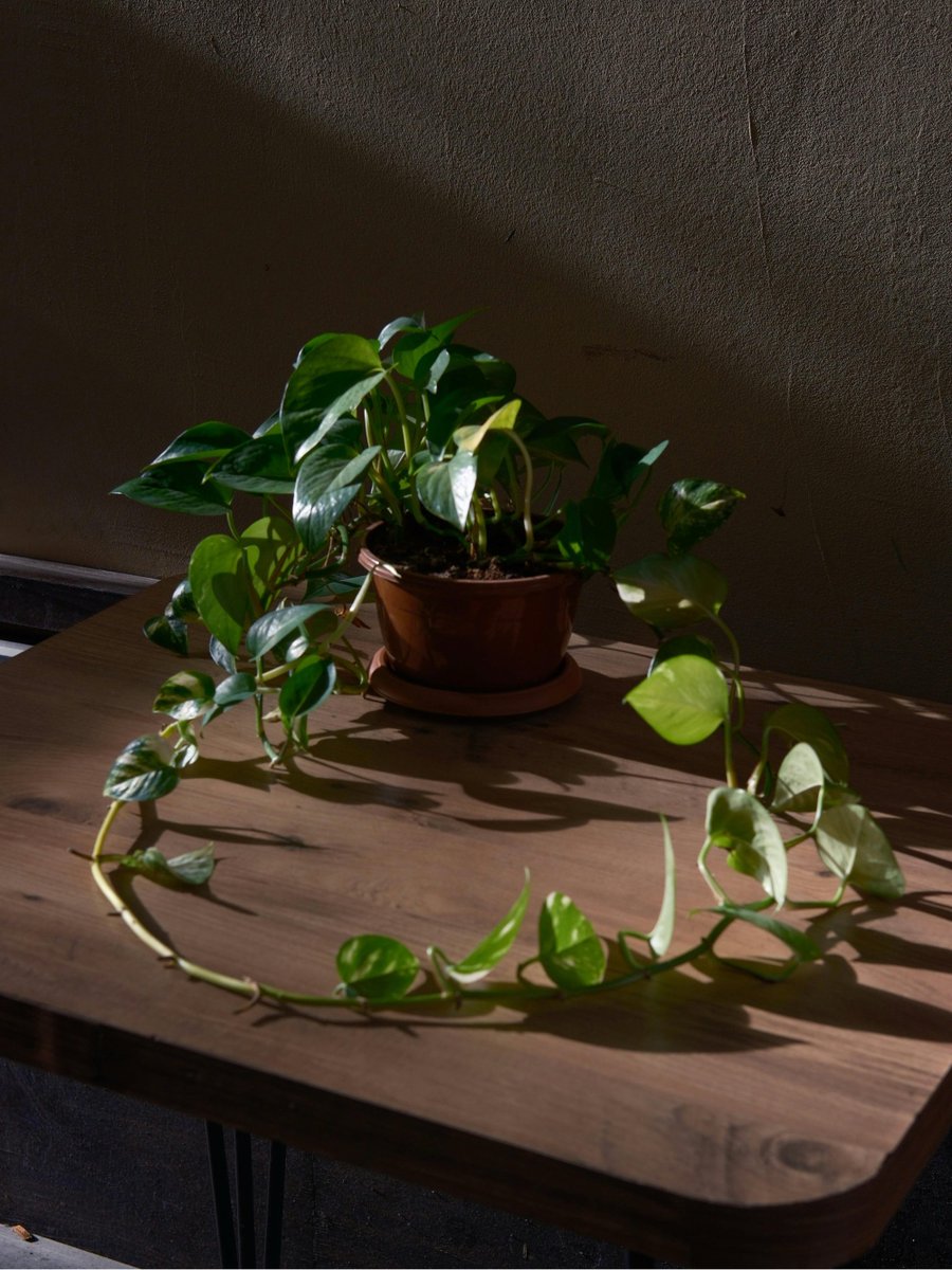 Youngstah' Joey tweet media