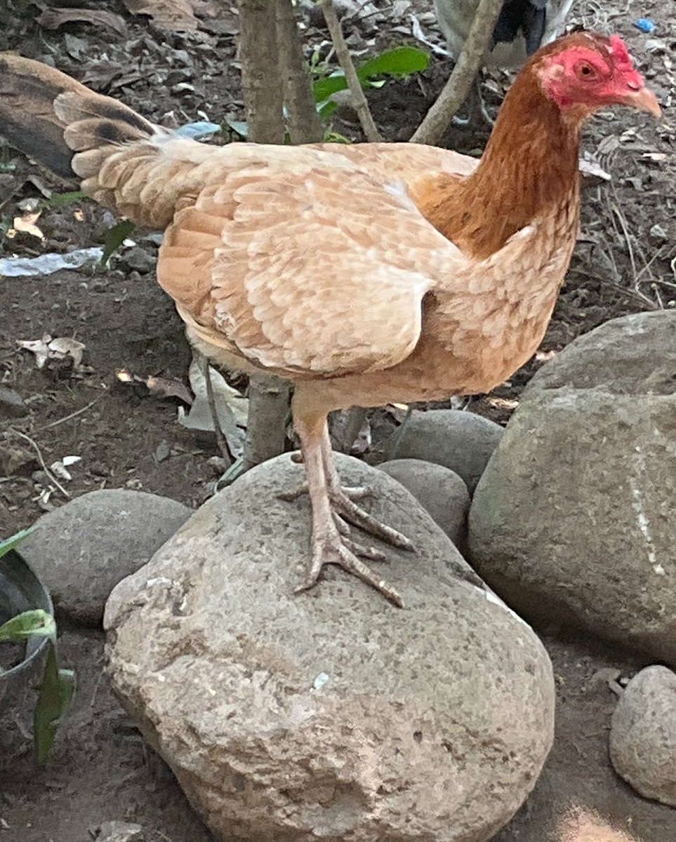 Blastard tweet media