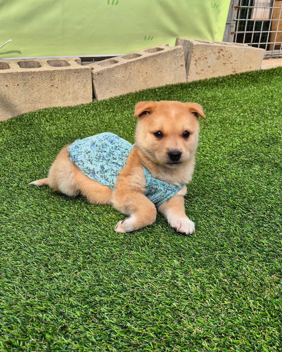 앞으로보나 옆으로보나 파쿠르하면서봐도
공주님이시잖아 !!!!!

#행동사유채 
임보•입양가족 찾는중