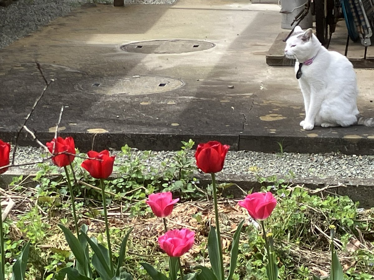 Ten-chan, Chigo, and Dodgers 
Mt. Fuji today, Ten-chan and Chigo relaxed in the garden. The Dodgers lost two in a row to the Rockies. Ohtani went 2-for-5.

今日の富士山🗻猫たちはお庭でリラックス🐱😺ドジャースはロッキーズに連敗;大谷翔平は2安打👍