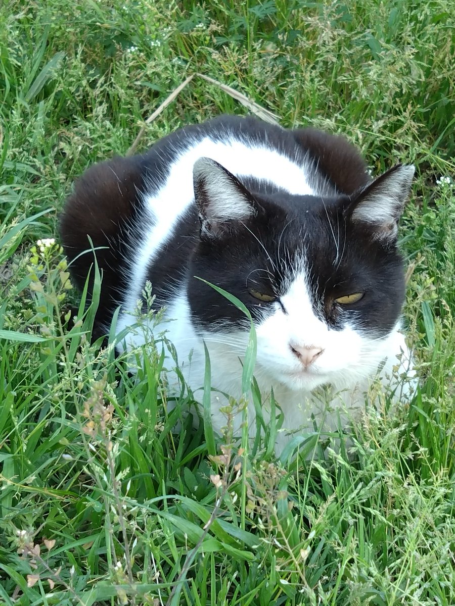 厩務員Ｔ tweet media