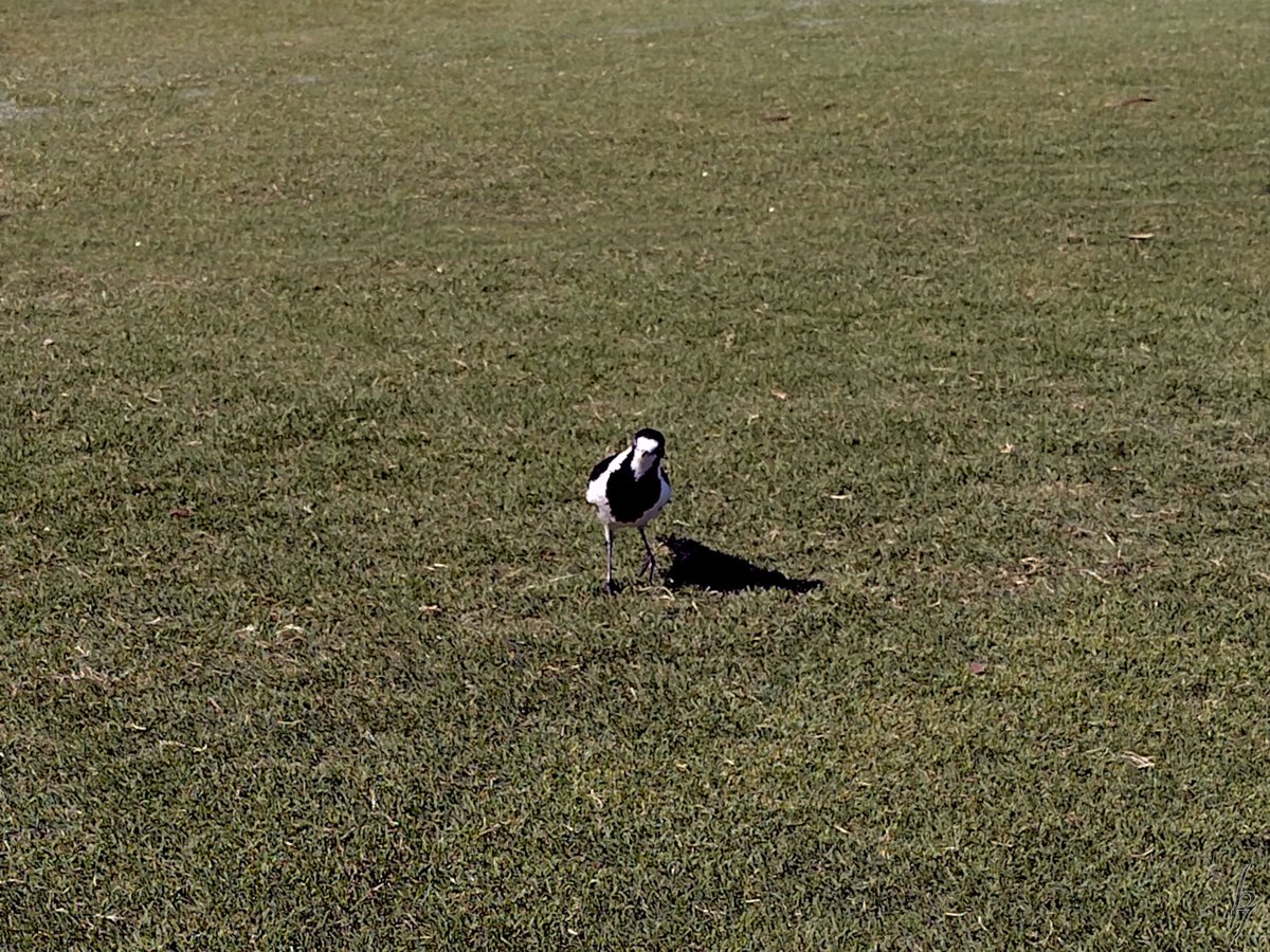 thorfinn's tweet image. An #Autumn noon at the creek with a mudlark, &amp;amp; #ducks #getoutside #nature #nokia @WildMelbourne @rebecca_le_get @BirdlifeOz @MandyHerriot
