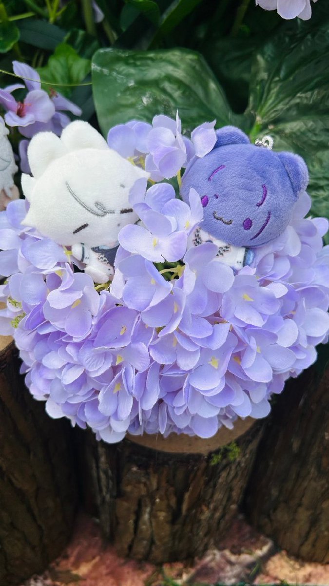 萱草草 tweet media