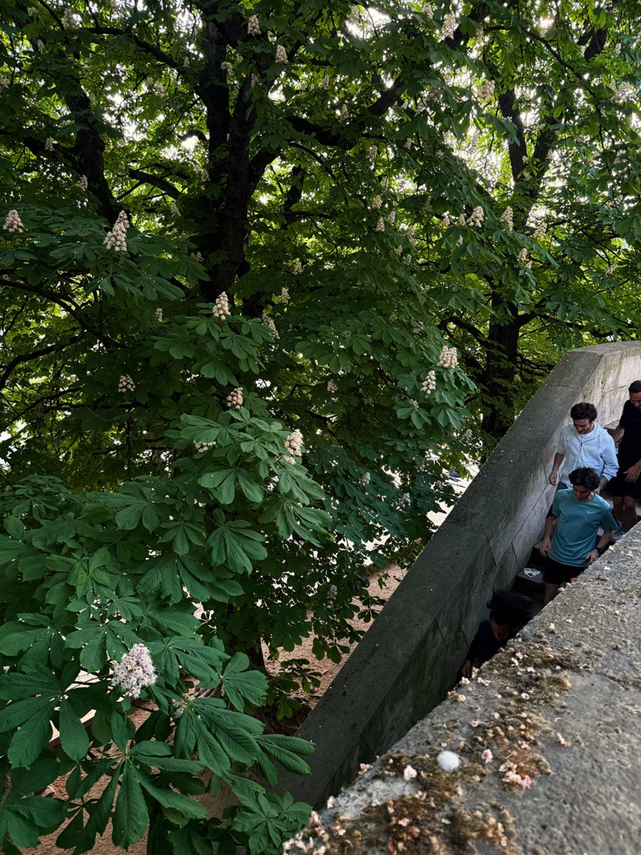 каштани такі, каштани сякі

каштани — найкрасивіші дерева