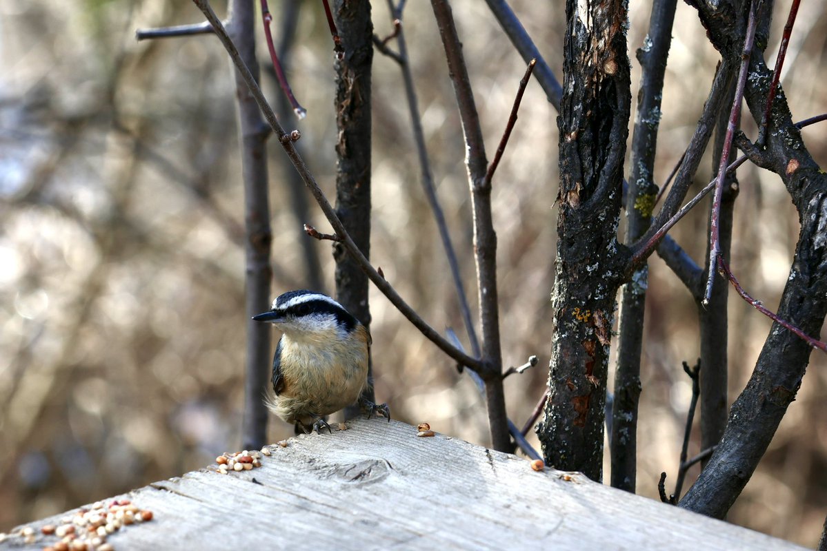 𝙂𝙚𝙤𝙧𝙜𝙚 𝙉𝙞𝙪, 𝙍𝘾𝙄𝘾-𝙄𝙍𝘽 tweet media