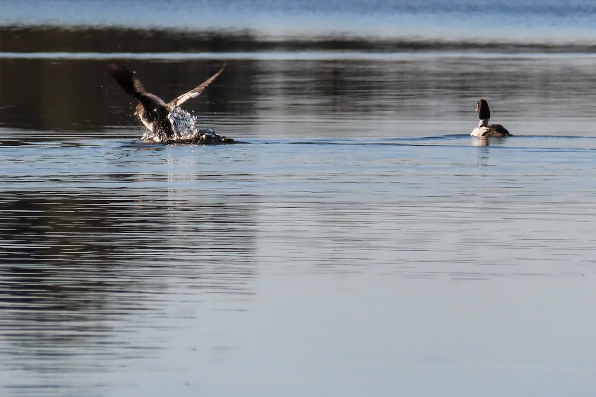 Seija Ropponen tweet media
