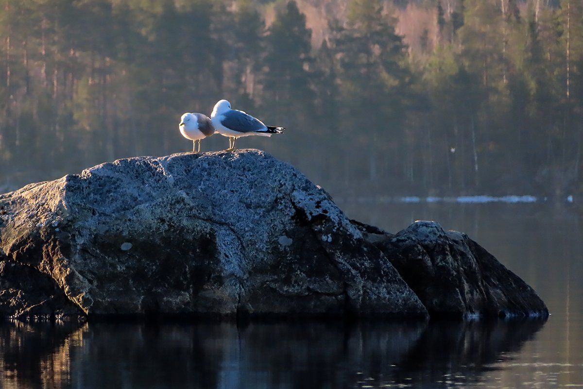Seija Ropponen tweet media