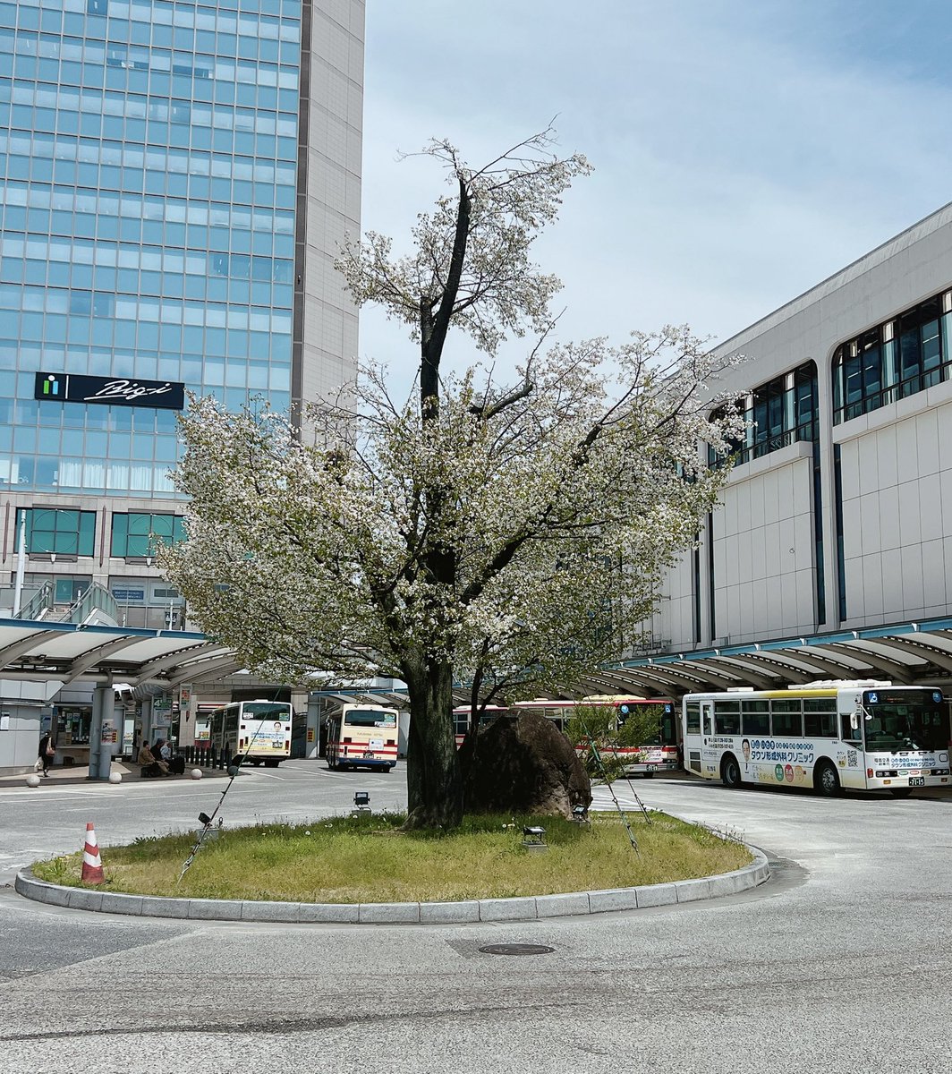 あーちゃん💙🌹 tweet media