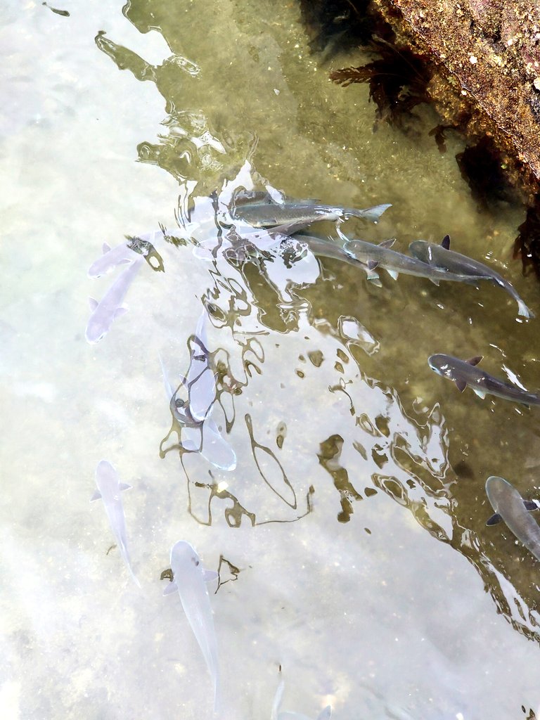 椎ちゃん tweet media