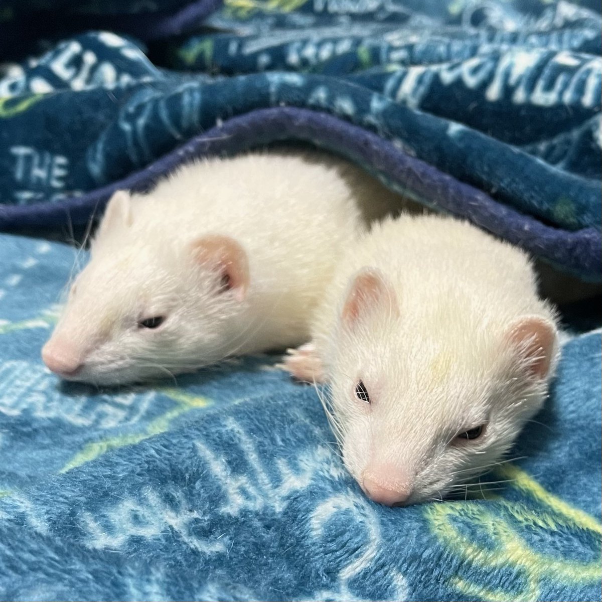 RyunohigezzZ's tweet image. いつでも一緒な兄弟です(*･ω･)ﾉ

#フェレット #ferrets #思い出の写真