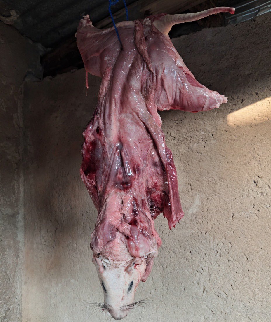 Born-in-SA🇿🇦 tweet media