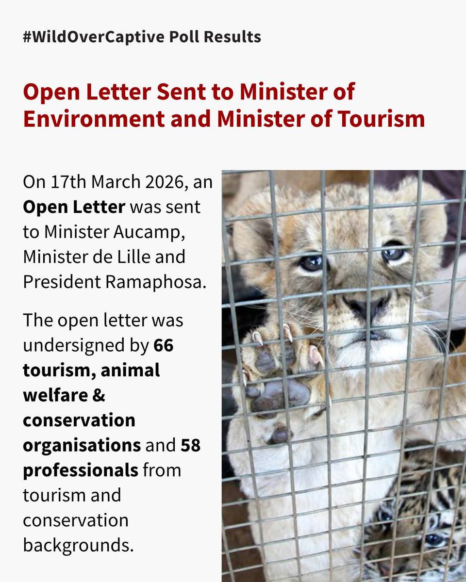 SueSpurgin's tweet photo. #SouthAfrica Why have Ministers @willieaucamp1 & @PatriciaDeLille not responded to Blood Lions open letter onΒ results of their opinion poll on how a delay/reversal of phasing out the captive #lion industry could impact our vital tourism sector? #WildOverCaptive #CancelCaptivity https://t.co/qHUb2qfMEF