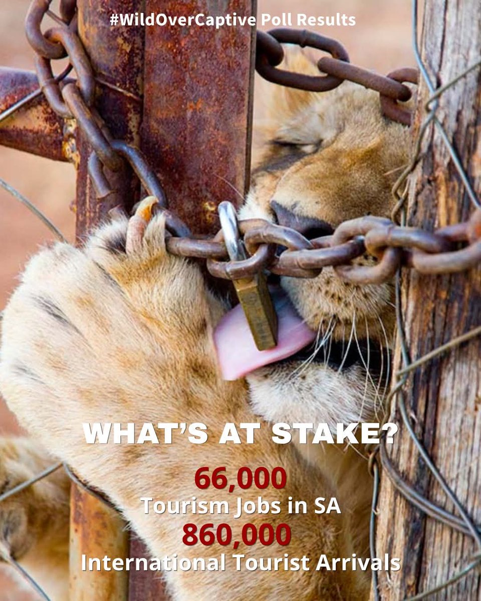 SueSpurgin's tweet photo. #SouthAfrica Why have Ministers @willieaucamp1 & @PatriciaDeLille not responded to Blood Lions open letter onΒ results of their opinion poll on how a delay/reversal of phasing out the captive #lion industry could impact our vital tourism sector? #WildOverCaptive #CancelCaptivity https://t.co/qHUb2qfMEF