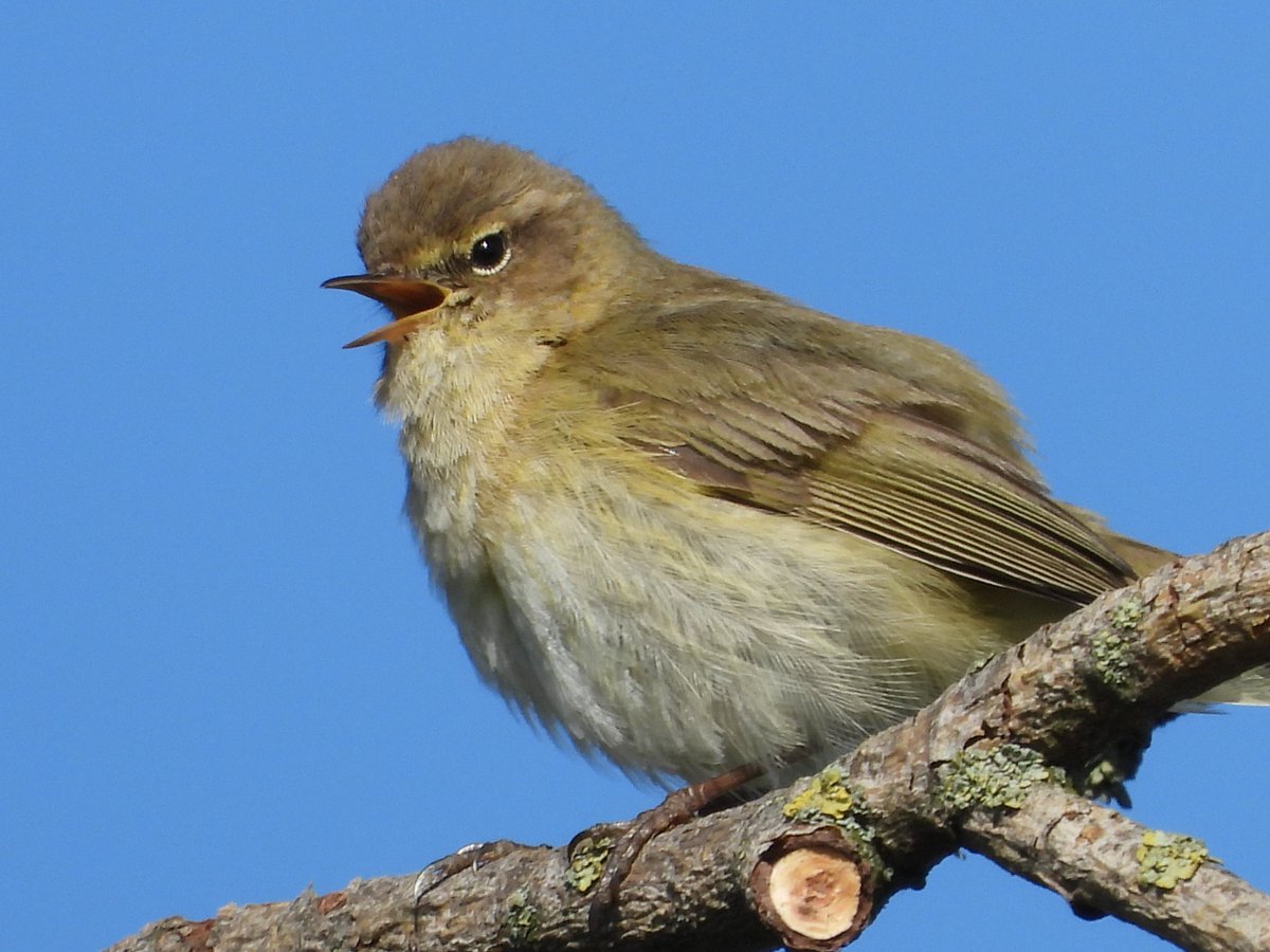 alanrevel's tweet image. Chiffchaff down on Leyton Marshes.

#LondonBirds #nature #wildlife #birds #ukbirds #birdsofinsta #chiffchaff #birdphotography #spring