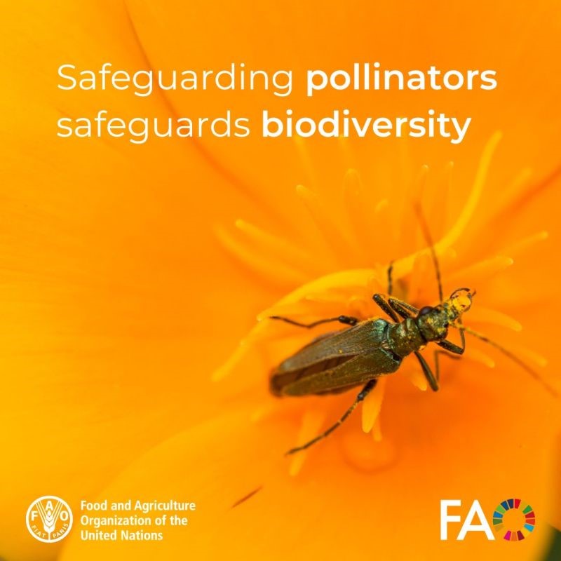 FAOLivestock's tweet photo. Did you know that 35% of world’s crop production (volume) is affected by bees, birds, bats and other pollinators?

Learn more about the actions you can take to protect these tiny #FoodHeroes: https://t.co/DIl0u7X8kY https://t.co/aBOm1h9HIJ