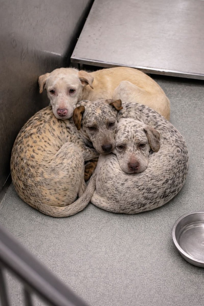 ChrisMichaels74's tweet image. 💔 Three Souls Could Die Together Tomorrow

These three dogs — Linsey (ID: #60790715), Winchester (ID: #60790678), and Diana (ID: #60790699) — are running out of time. Without rescue, tomorrow may be their last day.

#help #urgent #dogs #puppies #AdoptDontBuy #adoptdontshop