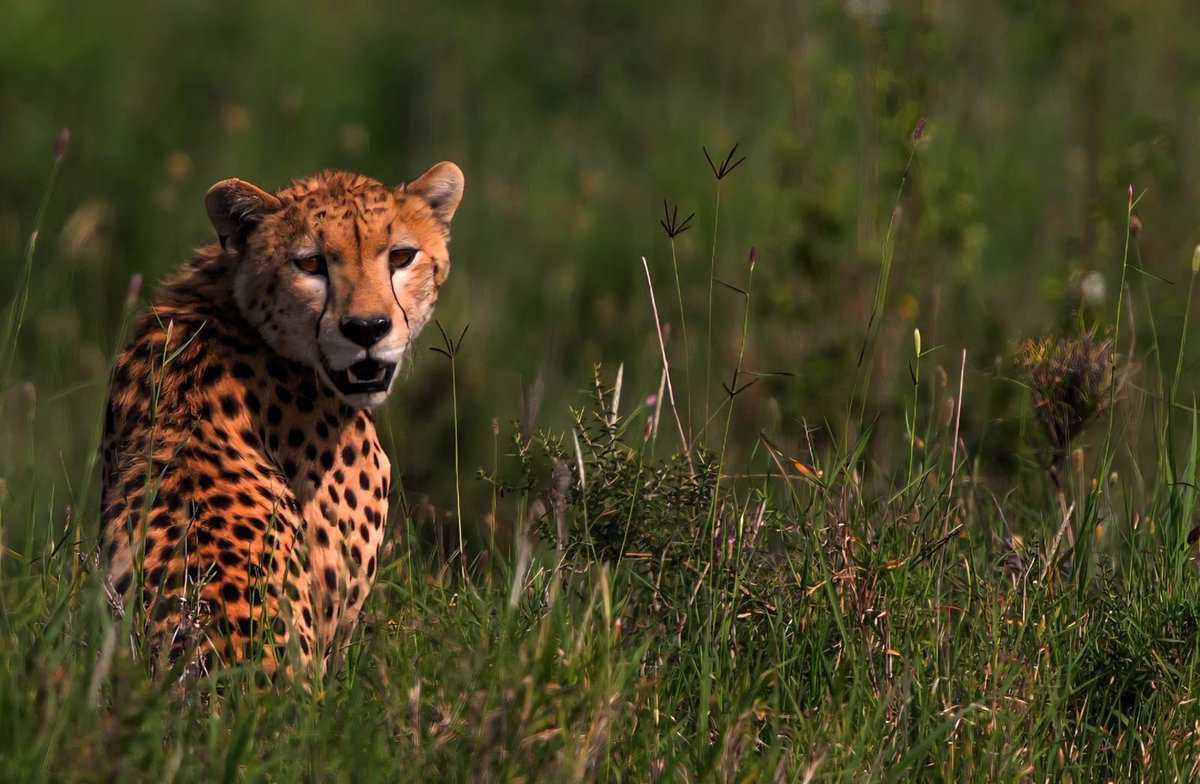 Susanta Nanda IFS (Retd) tweet media