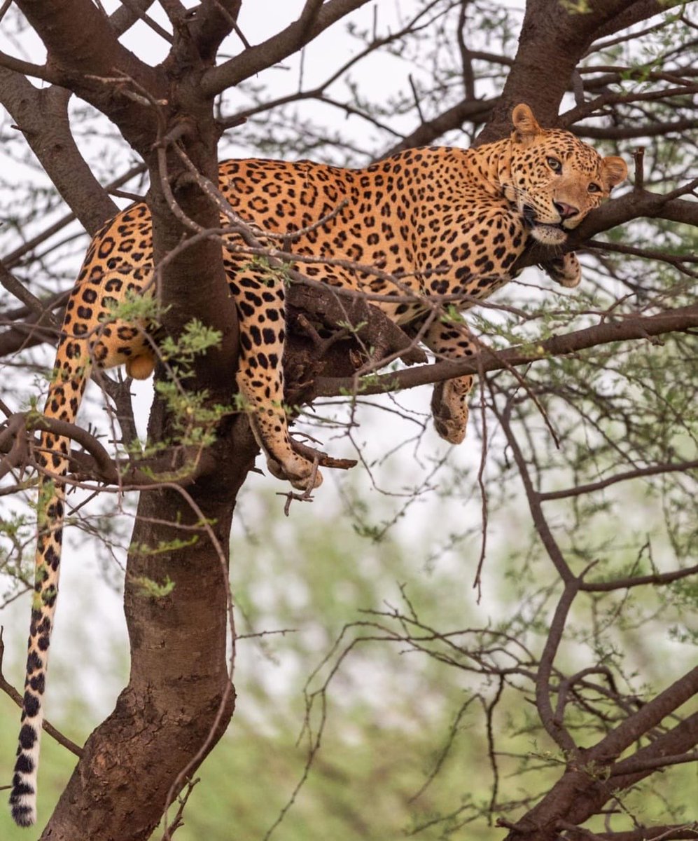 Susanta Nanda IFS (Retd) tweet media