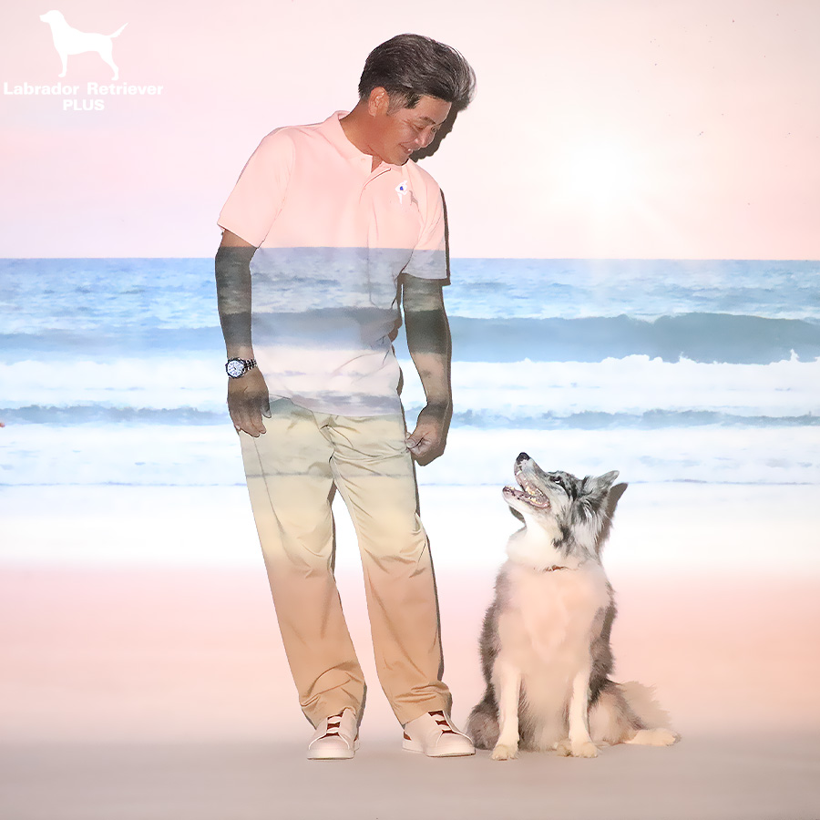 Labrador Retriever PLUS tweet media