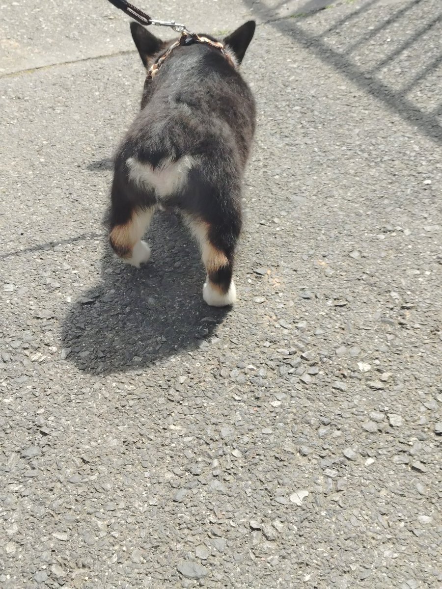 🇬🇧🐶LEO元愛犬❤️Riku今愛犬🐶 tweet media