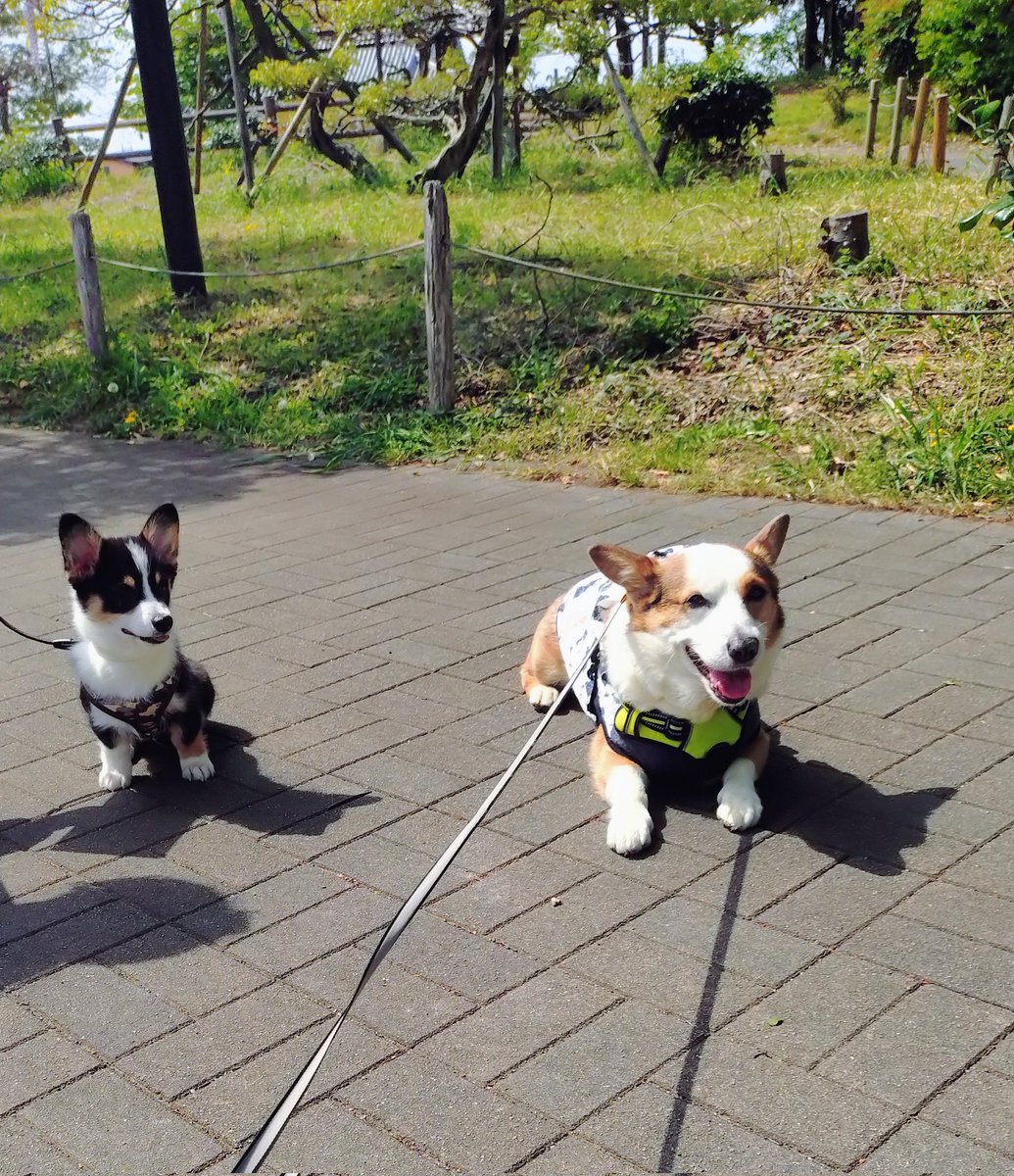 🇬🇧🐶LEO元愛犬❤️Riku今愛犬🐶 tweet media